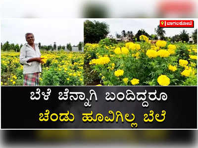 ಬೆಳೆ ಚೆನ್ನಾಗಿ ಬಂದರೂ ಮಾರ್ಕೆಟ್‌ನಲ್ಲಿ ಬೆಲೆ ಇಲ್ಲ; ಗಣೇಶ ಕಾಪಾಡಪ್ಪ ಅಂತಿದ್ದಾರೆ ಚೆಂಡು ಹೂ ಬೆಳೆಗಾರ