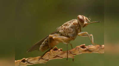 TseTse Fly: इंसानी खून पीती है यह अफ्रीकी मक्खी, ताकत इतनी कि हाथी की खाल में भी कर दे छेद