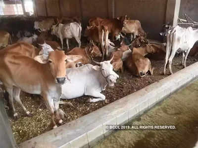 cow should be declared as national animal : गायीला राष्ट्रीय पशु घोषित केले पाहिजे, हायकोर्टाने नोंदवले निरीक्षण