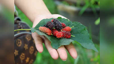 Mulberry Leaf: डायबिटीज वाले बेझिझक खा सकते हैं शहतूत की पत्‍तियां, कैल्शियम-आयरन का हैं भंडार