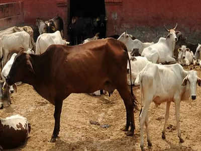 গোরুর থাকুক মৌলিক অধিকার, গো-মাতাকে জাতীয় পশু ঘোষণার সুপারিশ হাইকোর্টে