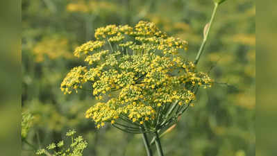 ಸೋಂಪು ಕಾಳುಗಳ ಗಿಡದ ಹೂಗಳ ಬಗ್ಗೆ ನಿಮಗೆಷ್ಟು ಗೊತ್ತು?