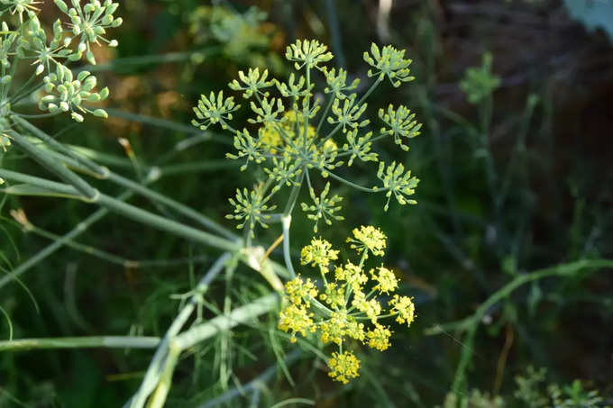 ಸೋಂಪು ಕಾಳುಗಳು ಮತ್ತು ಸೋಂಪು ಹೂವುಗಳು