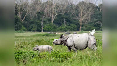 Assam: आसाममधल्या राजीव गांधी राष्ट्रीय पार्कचं नामांतरण, काँग्रेसनं घेतला प्रण