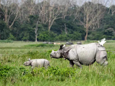 Assam: आसाममधल्या राजीव गांधी राष्ट्रीय पार्कचं नामांतरण, काँग्रेसनं घेतला प्रण