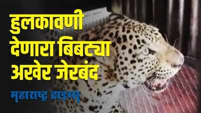 Nashik : तो बिबट्या अडकला पिंजऱ्यात; नाशिकच्या बेलगाव कुऱ्हेत घातला होता धुमाकूळ