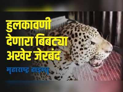 Nashik : तो बिबट्या अडकला पिंजऱ्यात; नाशिकच्या बेलगाव कुऱ्हेत घातला होता धुमाकूळ