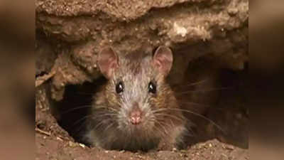 Uttar Pradesh News: वेस्‍ट UP में चूहे व सुअर के यूरीन से फैल रही रहस्यमय बीमारी, अबतक 100 से ज्‍यादा मौतें