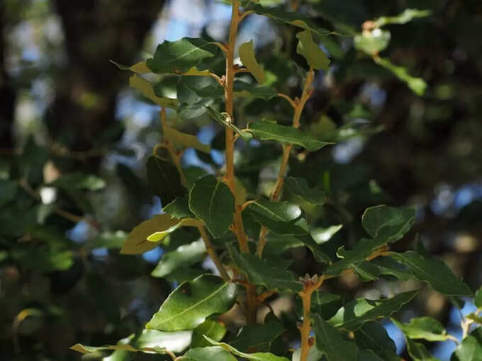 ​சீமைகற்பூர இலை