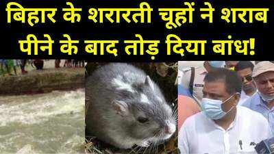 Bhagalpur News : मिल गया बिहार को डुबोने वाला! चूहों की वजह से आई बाढ़, पानी का जहाज भी बांधों के लिए खतरनाक