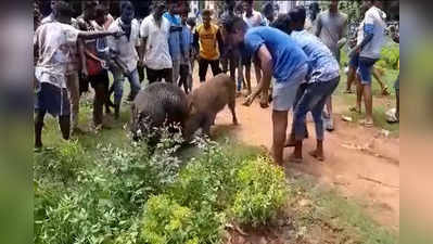 విశాఖ: పందుల పోటీలు.. దెబ్బకు జనాలు బెంబేలు