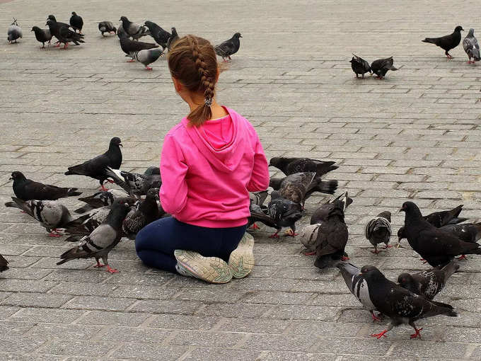 सैन फ्रांसिस्को की सड़कों पर कबूतरों को खाना खिलाना है गैरकानूनी