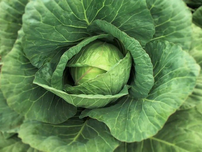 cabbage