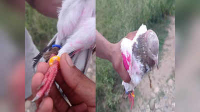 Jammu And Kashmir: जासूसी के पाकिस्तानी पैंतरे को BSF ने किया ध्वस्त, जम्मू में पकड़ा गया जासूस कबूतर