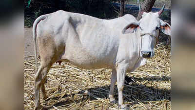 Allahabad HC: गाय...ऑक्सिजन घेणारा आणि सोडणारा एकमेव पशू : उच्च न्यायालय