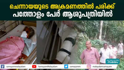 ചെന്നായയുടെ അക്രമണത്തിൽ പരിക്ക്;   പത്തോളം പേർ ആശുപത്രിയിൽ