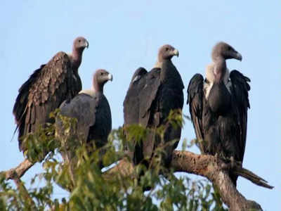 International Vulture Awareness Day : तेजी से घट रही है गिद्धों की संख्या, जानें पर्यावरण के लिए क्यों जरूरी है ये पक्षी