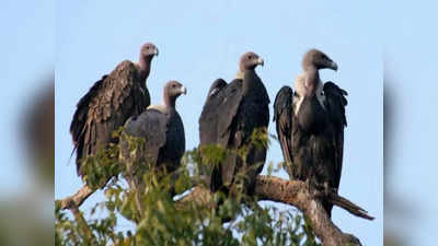 International Vulture Awareness Day : तेजी से घट रही है गिद्धों की संख्या, जानें पर्यावरण के लिए क्यों जरूरी है ये पक्षी