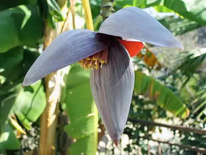 ​ಆಂಟಿಆಕ್ಸಿಡೆಂಟ್ ಗುಣಲಕ್ಷಣಗಳು ಸಾಕಷ್ಟಿವೆ