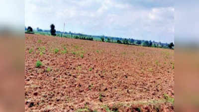 Drought in Bundelkhand: बुंदेलखंड को मॉनसून ने दिया धोखा, सूख रही फसलों को ट्रैक्टर से नष्ट कर रहे किसान