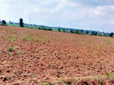 Drought in Bundelkhand: बुंदेलखंड को मॉनसून ने दिया धोखा, सूख रही फसलों को ट्रैक्टर से नष्ट कर रहे किसान