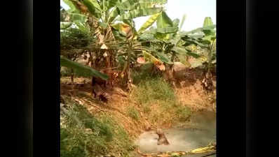 Viral Video: ವ್ಹಾವ್... ಅದ್ಭುತ... ನೀರಿಗೆ ಜಿಗಿದು ಶ್ವಾನದ ಖುಷಿ : ಮನಸ್ಸಿಗೆ ಆನಂದ ನೀಡುವ ದೃಶ್ಯವಿದು