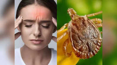 COVID के बीच मिस्ट्री फीवर Scrub typhus का कहर, रेंगने वाला ये कीड़ा फैला रहा शरीर में जहर