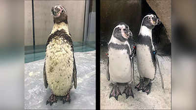 पेंग्विनवरून विरोधक आक्रमक; दिवसाला इतका होतोय पेंग्विनवर खर्च