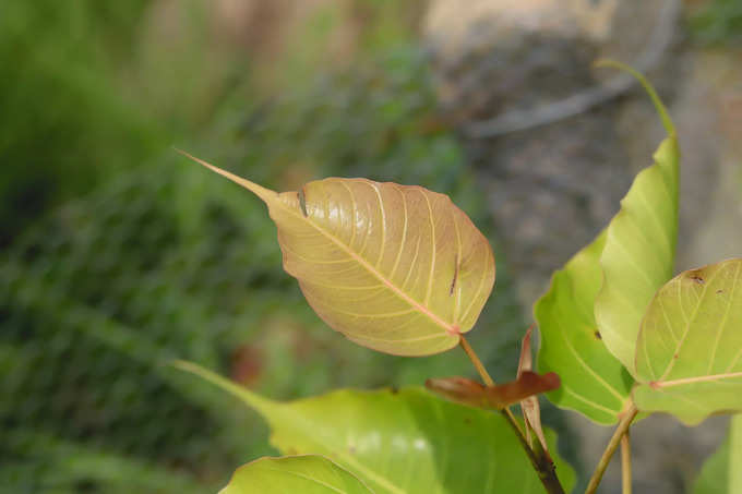 ​ಅರಳಿ ಮರದ ಪೂಜೆ