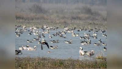 सूरजपुर वेटलैंड में प्रवासी पक्षियों के स्वागत की तैयारी शुरू, बारिश बंद होने के बाद होगी झील की सफाई