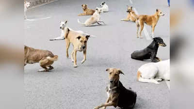 ना जाने किसने खिला दी जहरीली रोटी, महोबा में 2 दिन में 20 कुत्तों की मौत