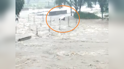 Live Video : तुम्ही स्वत: पाहा पावसाचं रौद्ररूप, पाण्याच्या प्रवाहात कारसह वाहिले तीनजण