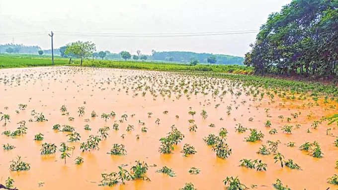 భారీ వర్షానికి నీట మునిగిన పంట