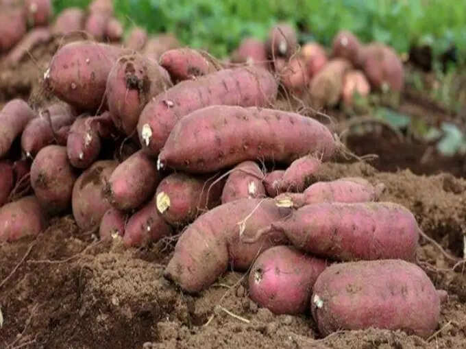 रताळ (Sweet potato)