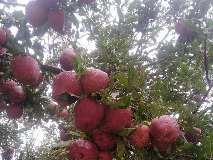 दिल्ली है सेब का डिस्ट्रीब्यूशन हब