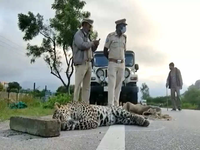 రోడ్డు పక్కన చిరుత కళేబరం