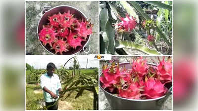 ড্রাগন ফলের চাষ করে জেলার কৃষকদের হিরো অজিত মাহাতো