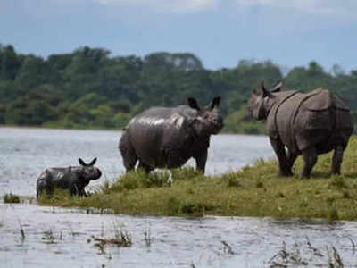 বন্যায় কাজিরাঙা জাতীয় উদ্যানে মৃত্যু গণ্ডার সহ ২৪টি বন্যপ্রাণীর