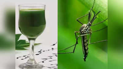 Dengue: डेंगू से जल्दी ठीक होने के लिए आयुर्वेदिक डॉ. ने बताए घरेलू नुस्खे, आजमाने से स्पीड में होगी रिकवरी