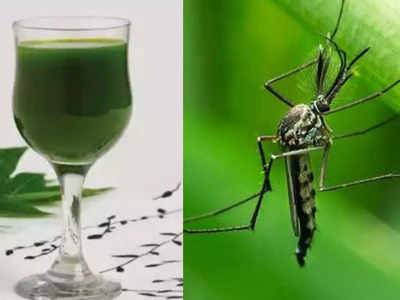 Dengue: डेंगू से जल्दी ठीक होने के लिए आयुर्वेदिक डॉ. ने बताए घरेलू नुस्खे, आजमाने से स्पीड में होगी रिकवरी
