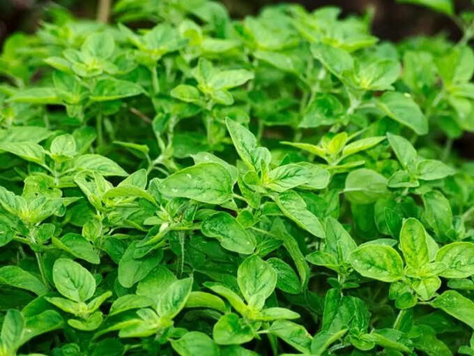 ​ओरिगैनो (Oregano)