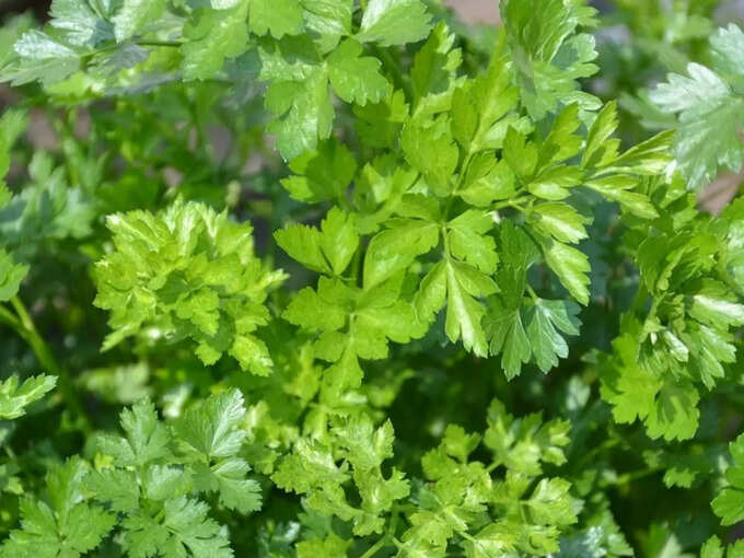 ​अजमोद (Parsley)