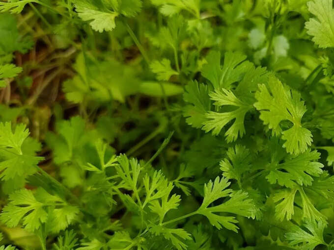 ​धनिया (​Coriander)