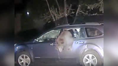 Video: कार में फंसा भालू, पुलिसकर्मी ने ऐसे बचाई जान