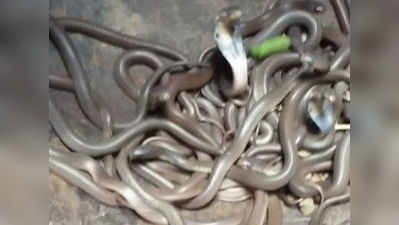 एक मजदूर के घर मिले 100 से ज्यादा कोबरा सांप के बच्चे