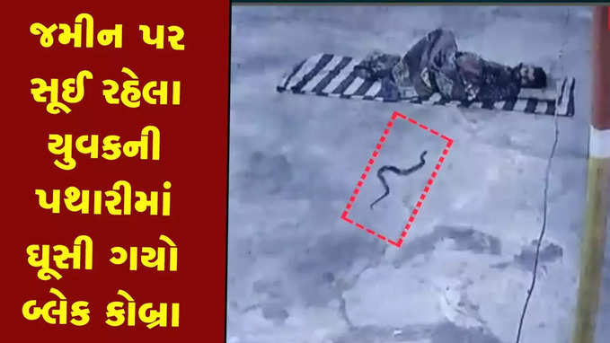 Watch: ગાઢ નિંદ્રામાં પોઢી રહેલા યુવકની પથારીમાં ઘૂસ્યો બ્લેક કોબ્રા સાપ 