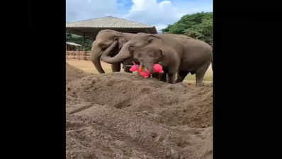 ಗೊಂಬೆಯೊಂದಿಗೆ ಆಟ ಆಡುತ್ತಾ ಆನಂದಿಸುವ ಪುಟಾಣಿ ಆನೆ : ಮುದ್ದು ಮುದ್ದಾದ ದೃಶ್ಯವಿದು