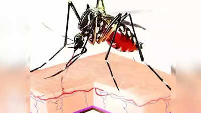 Dengue Fever Explainer: डेंगू से डरें मत! लक्षण, टेस्ट और बचाव, आपके लिए जरूरी सुझाव