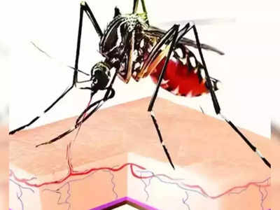 Dengue Fever Explainer: डेंगू से डरें मत! लक्षण, टेस्ट और बचाव, आपके लिए जरूरी सुझाव