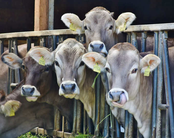 ​ಹಸುಗಳಿಗೆ ಇವುಗಳನ್ನು ನೀಡಿ